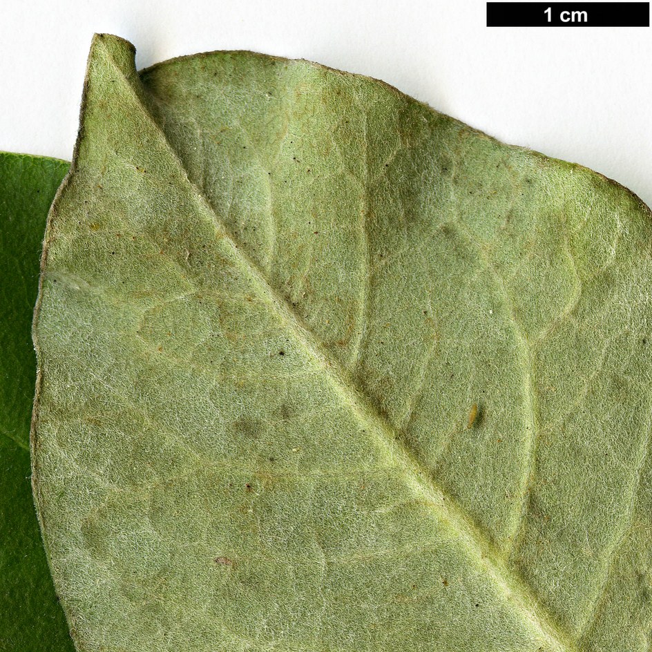 High resolution image: Family: Pittosporaceae - Genus: Pittosporum - Taxon: ralphii